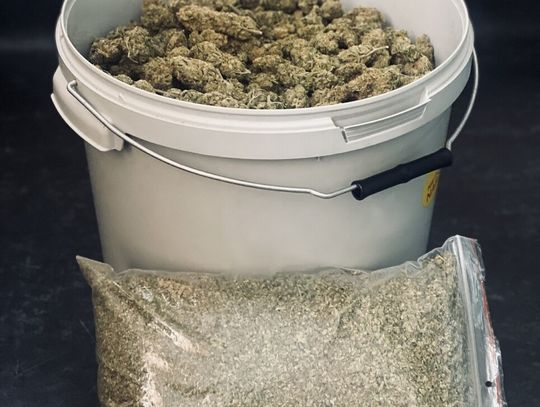 Cztery kilogramy marihuany w wiadrach. Domowy plantator zatrzymany, grozi mu 20 lat więzienia Cztery kilogramy marihuany w wiadrach. Domowy plantator zatrzymany, grozi mu 20 lat więzienia