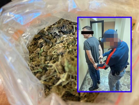 Cztery osoby zatrzymane za narkotyki po akcji kryminalnych. Najstarszy miał też uprawę
