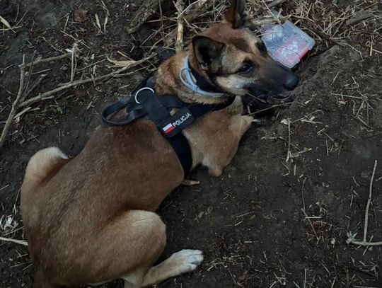 Diler myślał, że jak zakopie narkotyki, to nikt ich nie znajdzie.  Policyjnemu psu zajęło to chwilę
