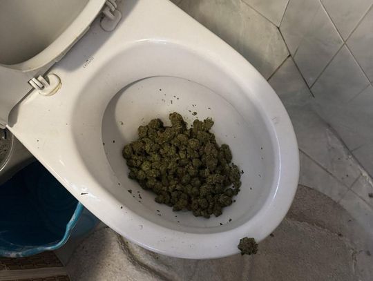 Dilerzy desperacko chcieli pozbyć się towaru. Kryminalni wyważyli drzwi i wyciągnęli zioło z toalety
