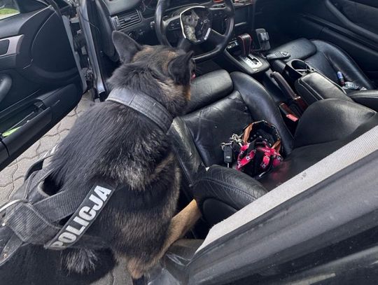 Dobrze ukrył narkotyki w samochodzie, ale nie przewidział, że do akcji wkroczy pies. Od razu wskazał miejsce