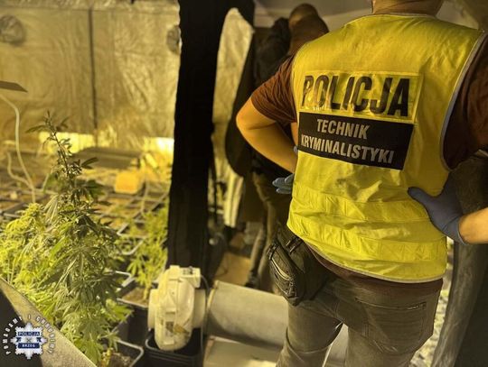 Dom w budowie skrywał plantację marihuany. Wszędzie wisiały ścięte krzewy