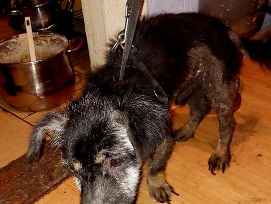 Doprowadziła psa do strasznego stanu. "Od dawna cierpiał". 38-letnia kobieta usłyszała zarzuty karne Doprowadziła psa do strasznego stanu. "Od dawna cierpiał". 38-letnia kobieta usłyszała zarzuty karne