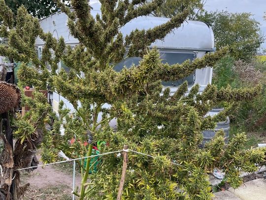 Dorodne krzewy konopi rosły na działce. 37-latkowi grozi 10 lat więzienia