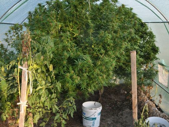 Dwumetrowe krzaki konopi rosły w tunelach foliowych. Plantator trafił do aresztu