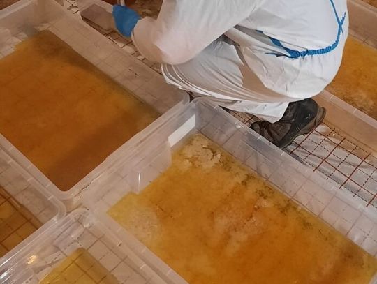 Gigantyczne laboratorium narkotykowe zlikwidowane. Zabezpieczono ponad pół tony narkotyków