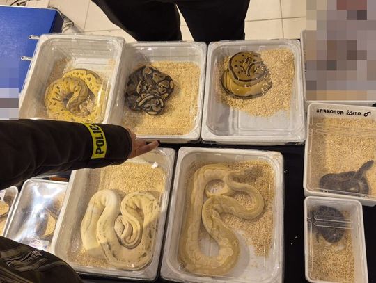 Kameleony i pytony z fałszywymi papierami. Sprawą zajęła się policja