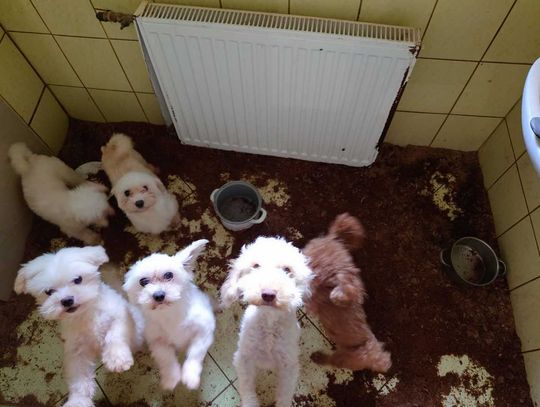 Hodowla jak z horroru. 46-latka rozmnażała psy w strasznych warunkach. Zostały jej odebrane