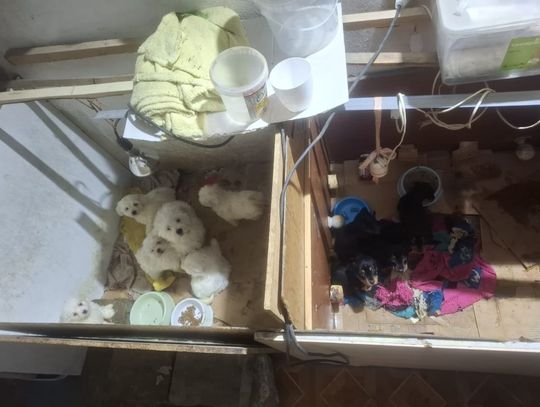 Horror zwierząt pod Zgierzem. 52-latka usłyszała zarzuty, psy i koty umierały u nowych właścicieli