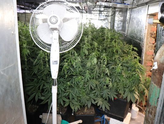 Jechał po narkotykach. Okazało się, że to plantator marihuany Jechał po narkotykach. Okazało się, że to plantator marihuany