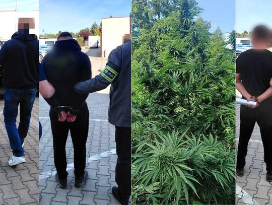 Koledzy właśnie doglądali plantacji konopi, gdy pojawili się policjanci. Cała trójka trafiła do aresztu