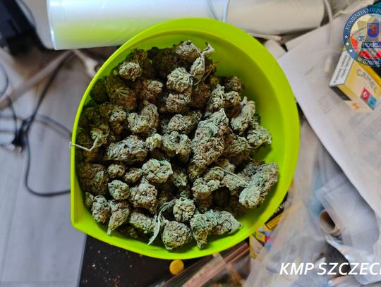 Konopie, grzyby i metaamfetamina. Policja zlikwidowała domową plantację pod Szczecinem