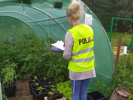 Konopie uprawiał w namiocie, a gotowy towar trzymał w słoikach na strychu