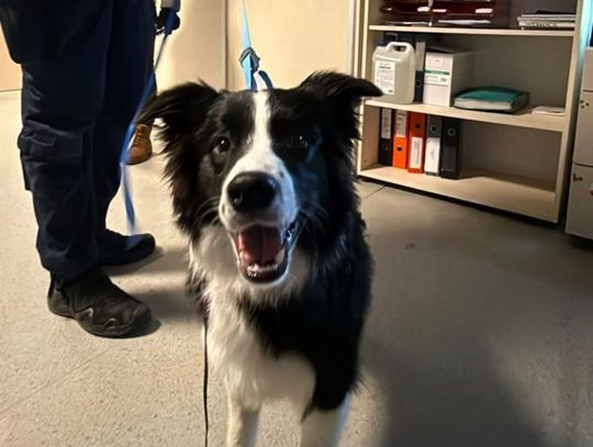 Kopał psa i bił go smyczą. Twierdził, że tak go tresuje. Na szczęście ludzie zareagowali i wezwali policję