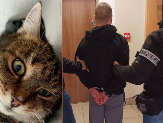 Kot poszedł na współpracę z policją. W trakcie przeszukania pokazał, gdzie chowa się jego pan