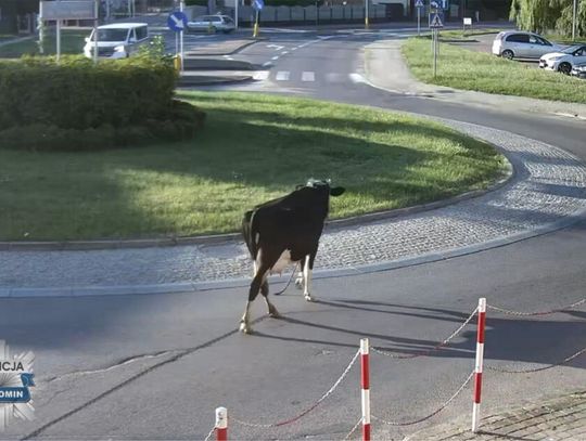 Krowa wyszła na poranny spacer ulicami miasta. Interweniowali policjanci