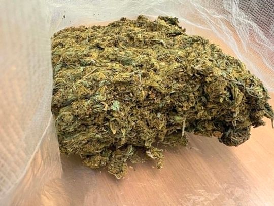 Kryminalni weszli z psem do mieszkania 23-latki. Kobieta ukrywała blisko kilogram narkotyków