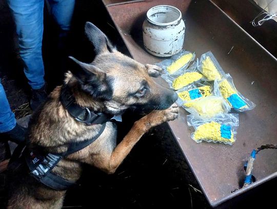 Kryminalni wzięli psa na wizytę u złodziei samochodu. Owczarek wyczuł 1,5 kg amfetaminy zakopanej w ziemi