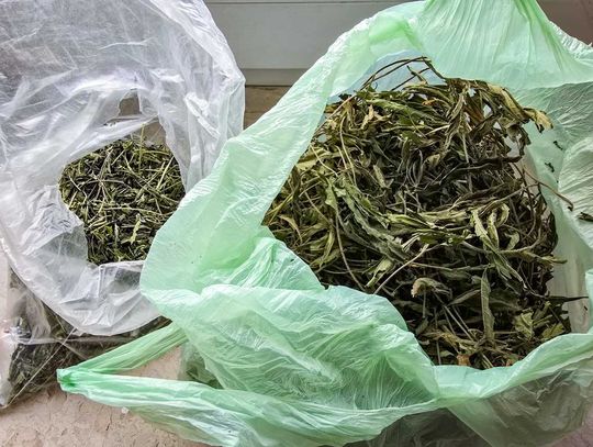 Kryminalni z Sokółki przejęli marihuanę o wartości 5 tysięcy złotych. Właściciel objęty dozorem Kryminalni z Sokółki przejęli marihuanę o wartości 5 tysięcy złotych. Właściciel objęty dozorem