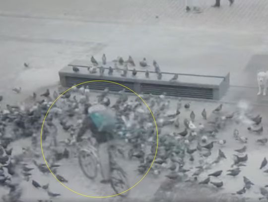 Kurier rowerowy wjechał prosto w stado gołębi. Odpowie za zabicie dwóch ptaków. WIDEO