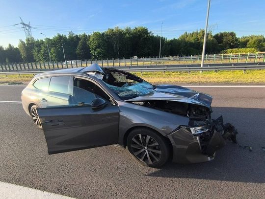 Łoś wbiegł na drogę ekspresową. Kierowca peugeota ciężko ranny po zderzeniu ze zwierzęciem