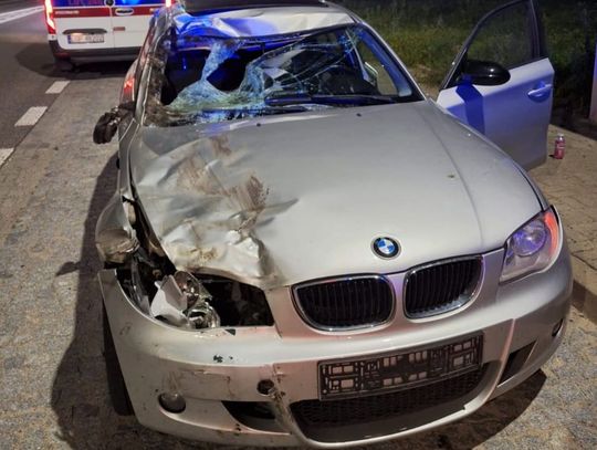 Łoś zderzył się z BMW, potem wpadł pod Renault. Groźne zdarzenie na drodze wojewódzkiej