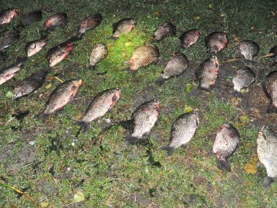 Łowił ryby sieciami bez uprawnień. Wpadł z blisko 35 kilogramami połowu