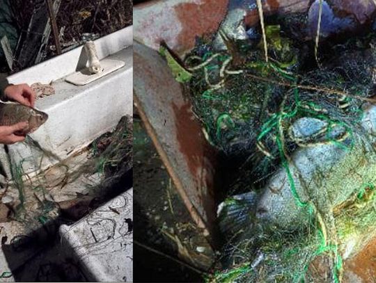 Łowił ryby zabronionymi metodami. Mężczyzna namierzony przez Straż Rybacką i zatrzymany przez policjantów