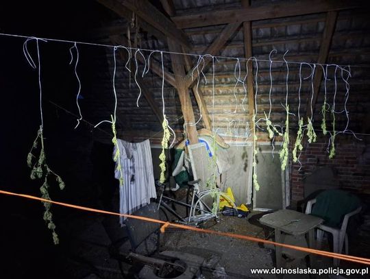 Marihuana suszyła się na sznurkach do prania. Policjanci weszli na strych i odkryli sekret 26-latka