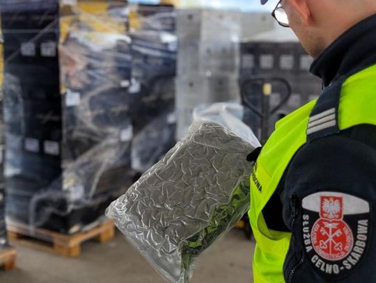 Marihuana ukryta w transporcie wina. Po prześwietleniu rentgenem wykryto 40 kg towaru [WIDEO]