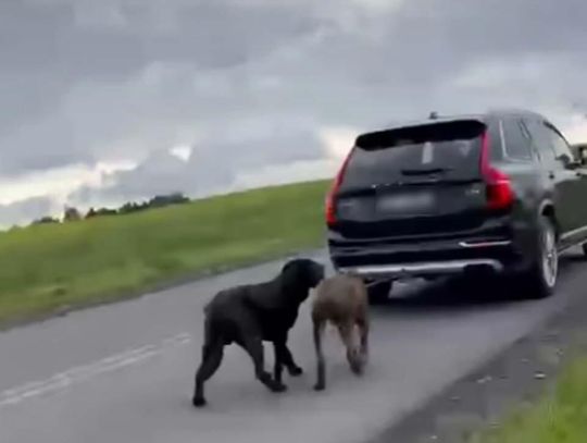 Mężczyzna ciągnął za autem dwa wielkie psy. Twierdzi, że nie miał innego wyjścia