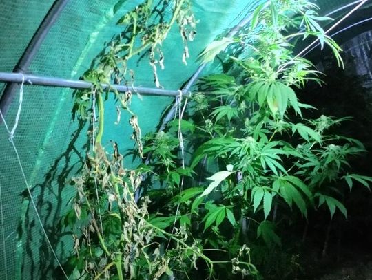 Mężczyzna dziwnie się zachowywał, sprawdzili, co ukrywał. W namiocie znaleźli konopie