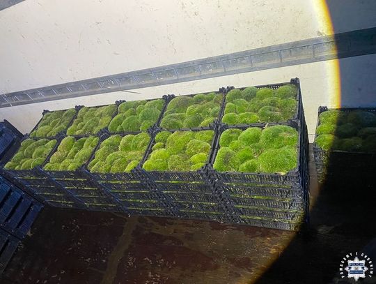 Mężczyzna kradł mech z lasu. Policjanci zatrzymali go, gdy jechał załadowanym dostawczakiem