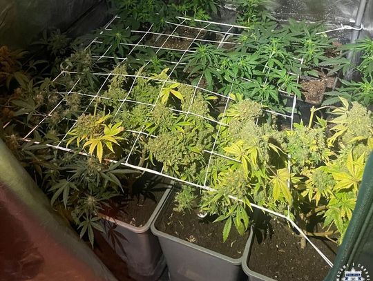 Mężczyzna ukrywał plantację marihuany. Wizytę złożyli mu policjanci
