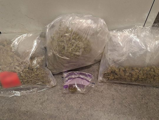 Miał blisko 1,7 kg marihuany w piwnicy. 23-latek trafił do aresztu