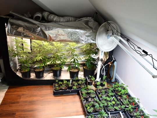 Miał domową uprawę i handlował ziołem. Policjanci przejęli 4 kg marihuany i zatrzymali 31-latka Miał domową uprawę i handlował ziołem. Policjanci przejęli 4 kg marihuany i zatrzymali 31-latka