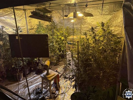 Miał ukrytą plantację konopi indyjskich i szykował się do zbiorów. W namiotach rosło ponad sto krzewów