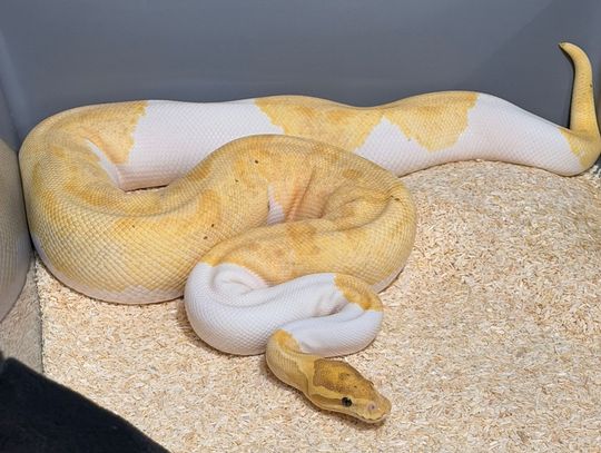 Miał w mieszkaniu 148 pytonów. Wydało się, bo jeden wypełzł na klatkę