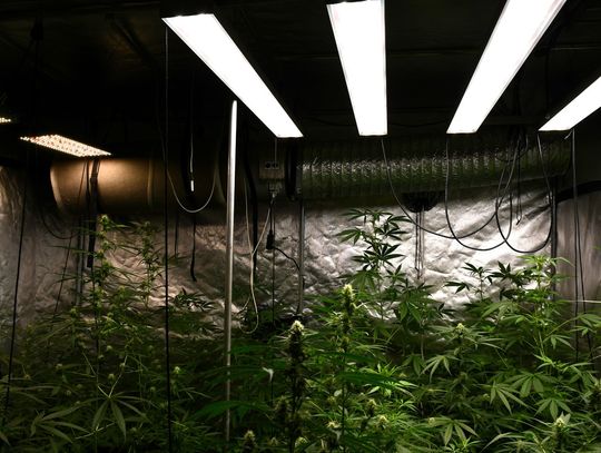 Miał zezwolenie na uprawę konopi włóknistych, ale w tajnym pomieszczeniu uprawiał zakazane odmiany