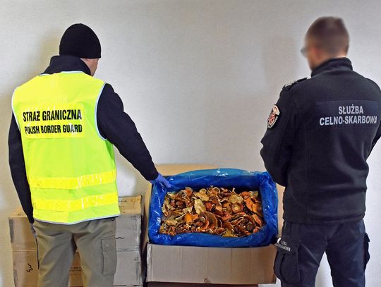 Miały być ubrania, były halucynogenne grzyby. Potężny transport muchomorów zatrzymany w Dorohusku Miały być ubrania, były halucynogenne grzyby. Potężny transport muchomorów zatrzymany w Dorohusku