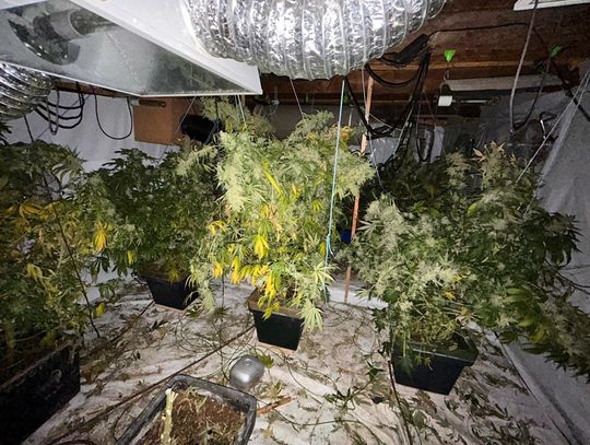 W mieście pojawiło się dużo marihuany. Policjanci zaczęli badać sprawę. Dotarli aż do Czech, gdzie odkryli zaawansowaną uprawę