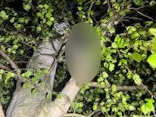 Młody mężczyzna siedział na drzewie z pętlą zaciśniętą na szyi. Pomoc przyszła w ostatniej chwili