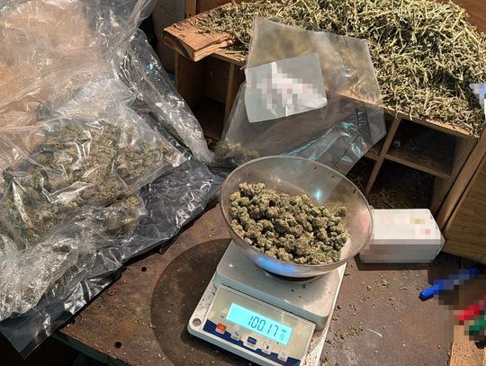 Mocny cios w podziemie narkotykowe. Policjanci przejęli blisko 100 kg towaru i zatrzymali dilerów