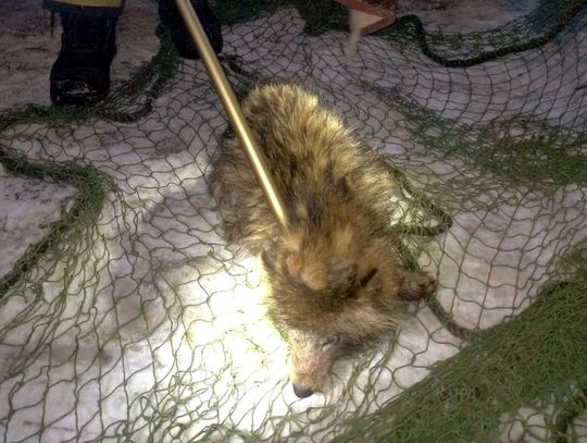 Myślała, że ratuje porzuconego psa, okazało się, że to jenot. Kobieta przyjechała z nim na policję