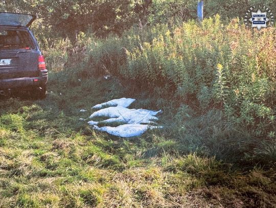 Myśliwi odpowiedzą za zabicie czterech łabędzi. Koledzy ostrzegali ich, ale nie posłuchali