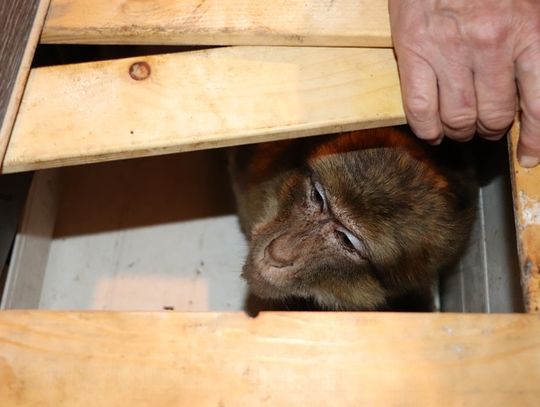 Na klatce schodowej znalazła małpę w klatce. Okazało się, że to skradziony z mini zoo makak