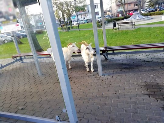 Na przystanku w centrum stały kozy. Wyglądały, jakby czekały na autobus. Właściciel w tym czasie był zalany w trupa