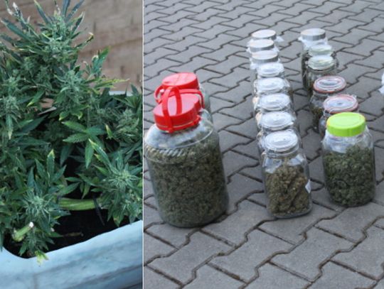 Nalot na plantację konopi. Znaleźli ponad 4 kg marihuany i 136 roślin [ZDJĘCIA]