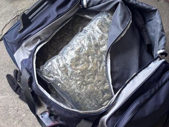Narkotykowy magazyn na ogródkach działkowych. Kryminalni przejęli 6 kg marihuany