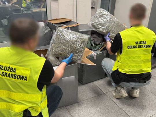 Narkotykowy „prezent” z Kanady. KAS przejęła 50 kg marihuany ukrytej w ubraniach [WIDEO]